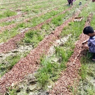 竹荪