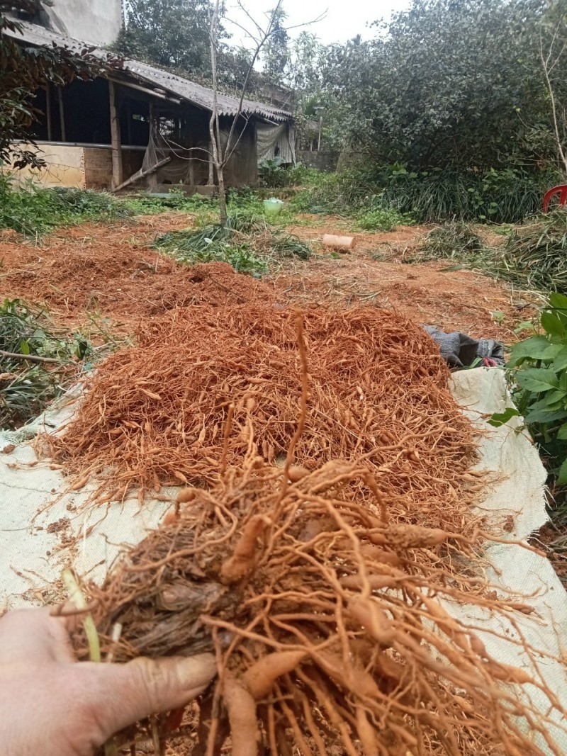 麦冬