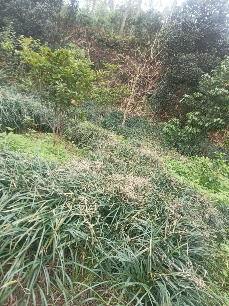 麦冬