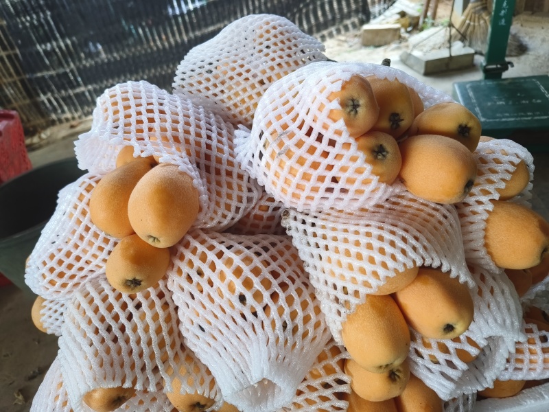 肉质鲜美的枇杷，香甜可口