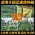 山药豆角爬藤网荷兰豆长豆角扁豆等豆类农作物攀爬网
