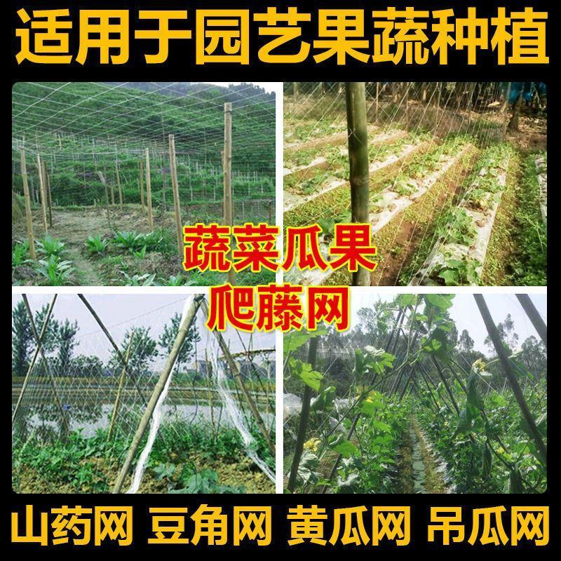 山药豆角爬藤网荷兰豆长豆角扁豆等豆类农作物攀爬网