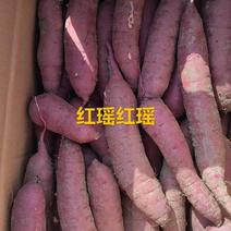红瑶薯大量供应保质保量对接全国市场量大从优产地直发