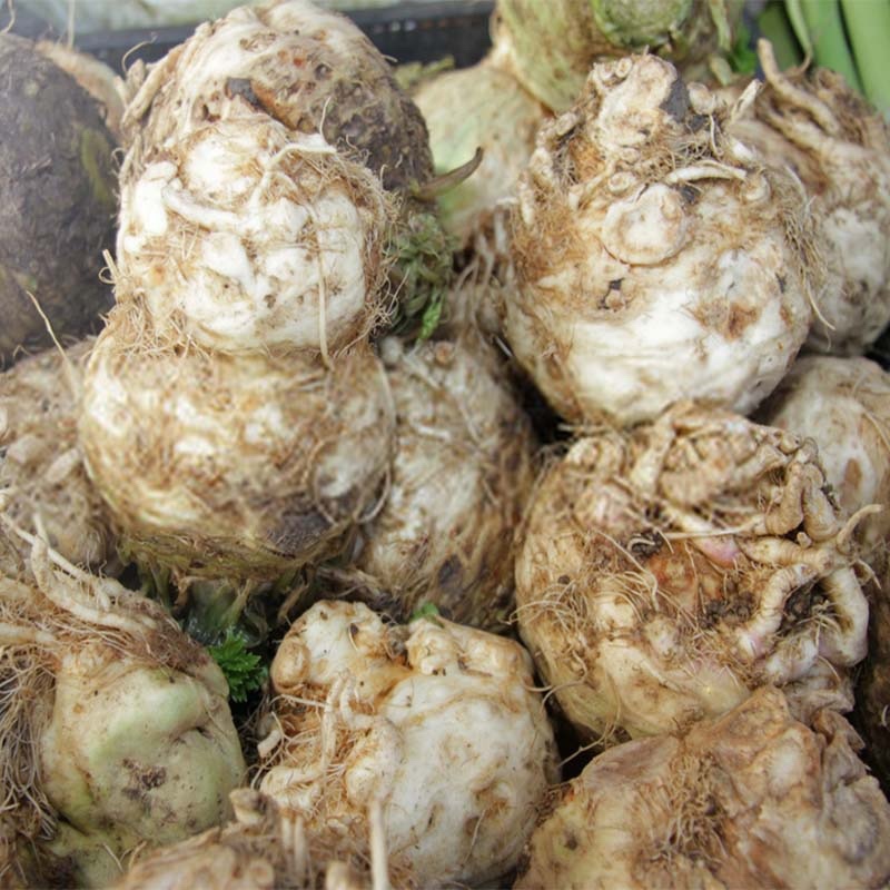 【优选根芹】寿光特色菜地中海根芹全国供应一件代发