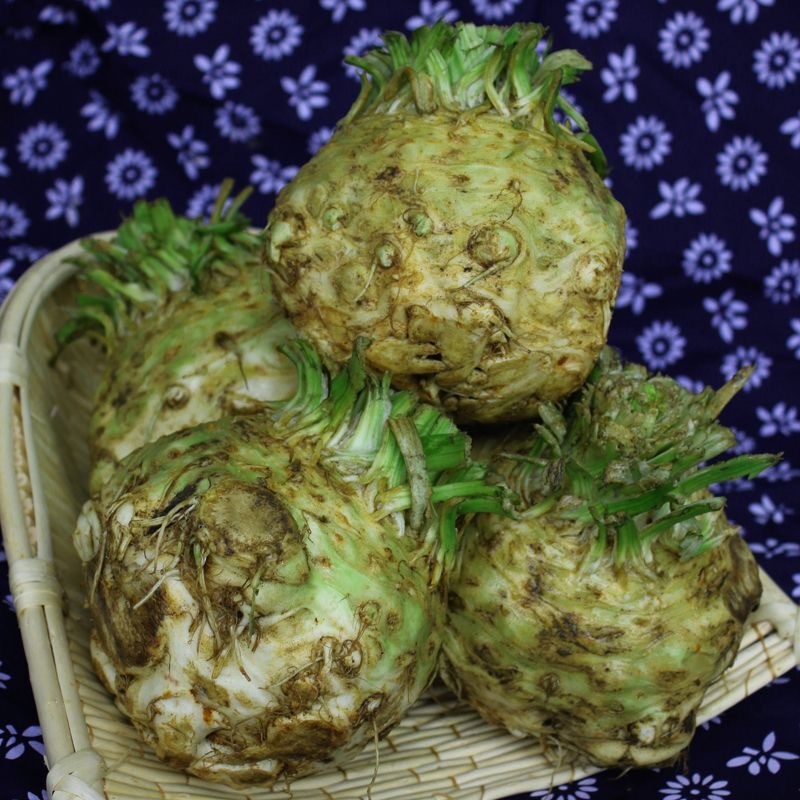 【优选根芹】寿光特色菜地中海根芹全国供应一件代发