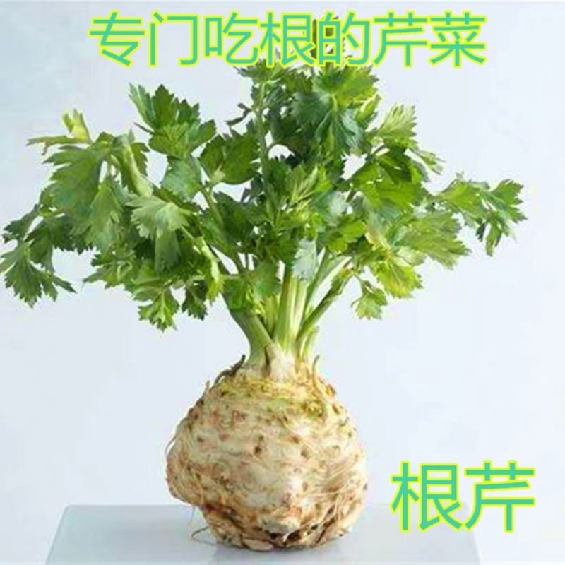 【优选根芹】寿光特色菜地中海根芹全国供应一件代发