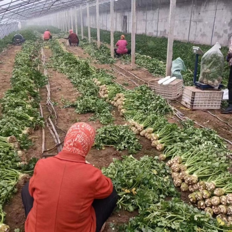 【优选根芹】寿光特色菜地中海根芹全国供应一件代发