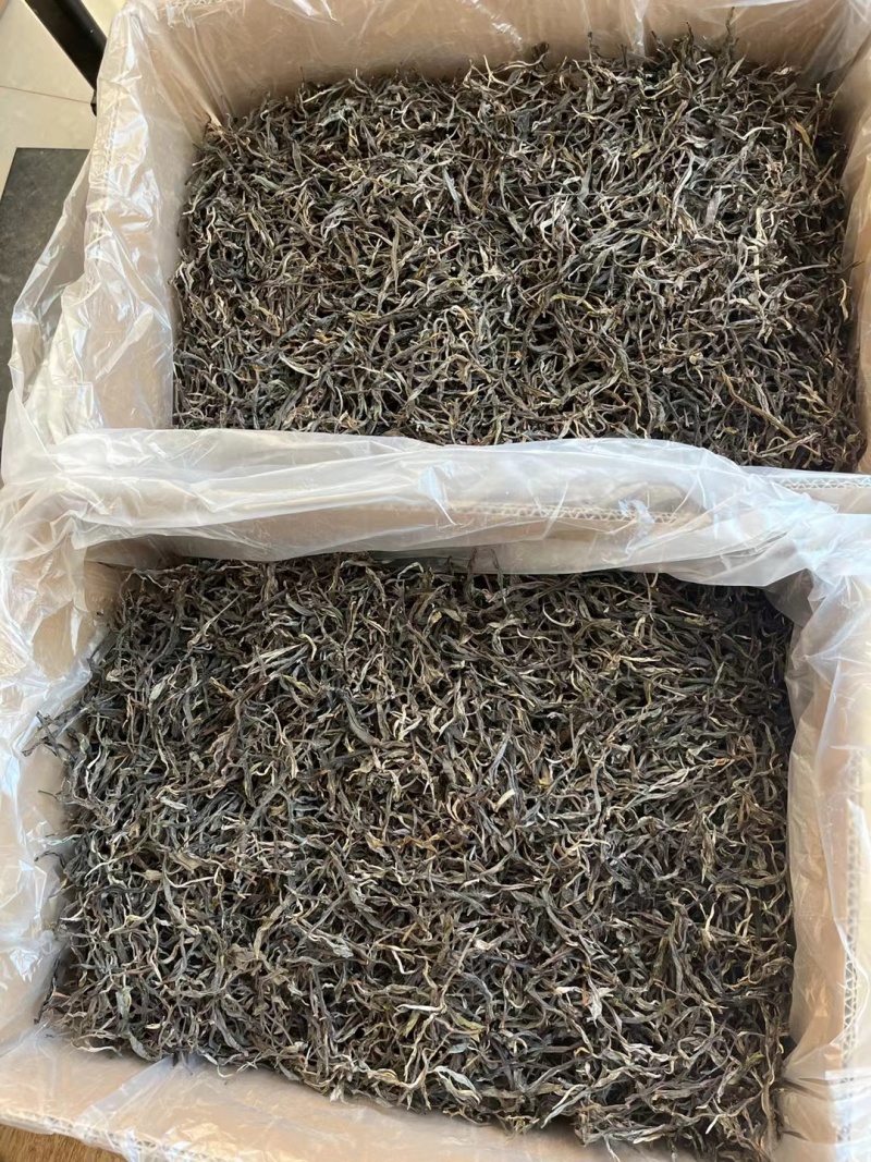 23年忙肺古树