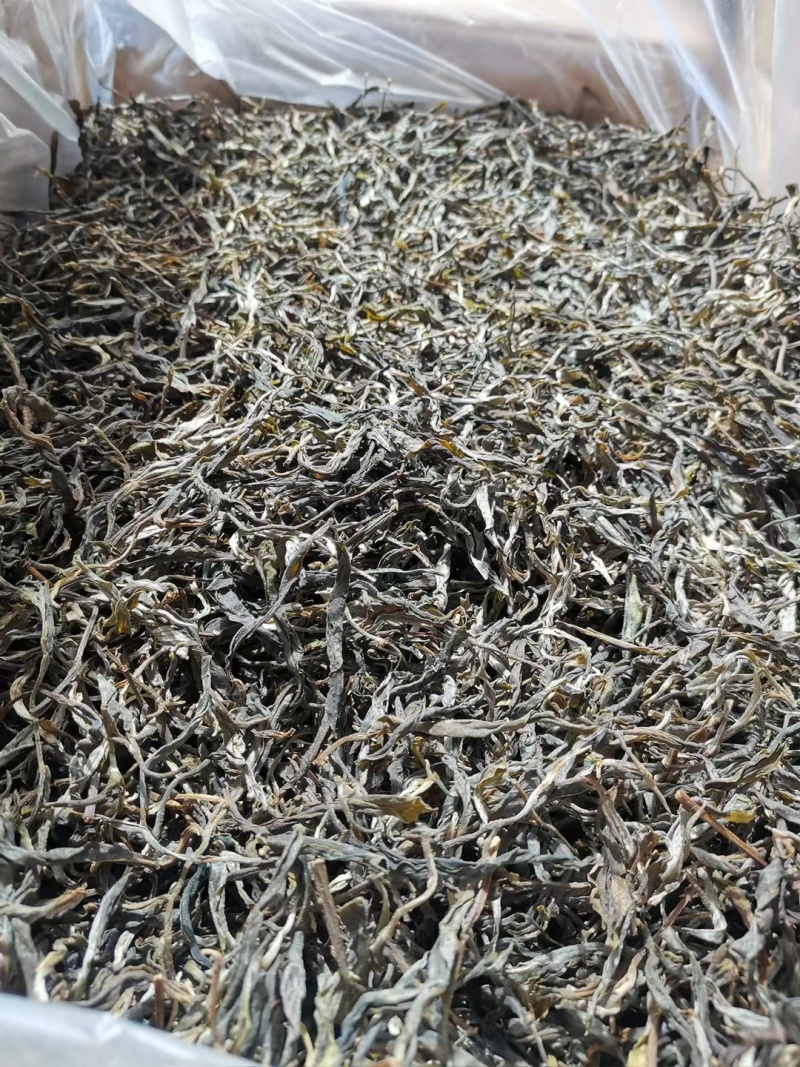 23年忙肺古树