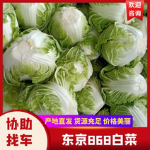 【优选】东京868白菜大白菜价格实惠质量好欢迎联系