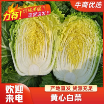 【精品】黄心大白菜价格美丽万亩基地供货对接全国