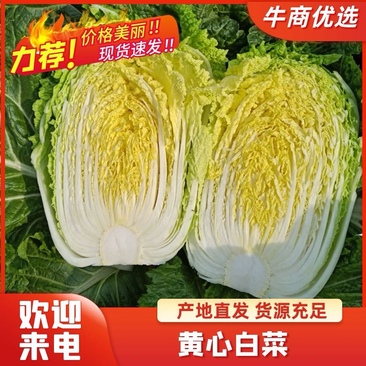 【精品】黄心大白菜价格美丽万亩基地供货对接全国