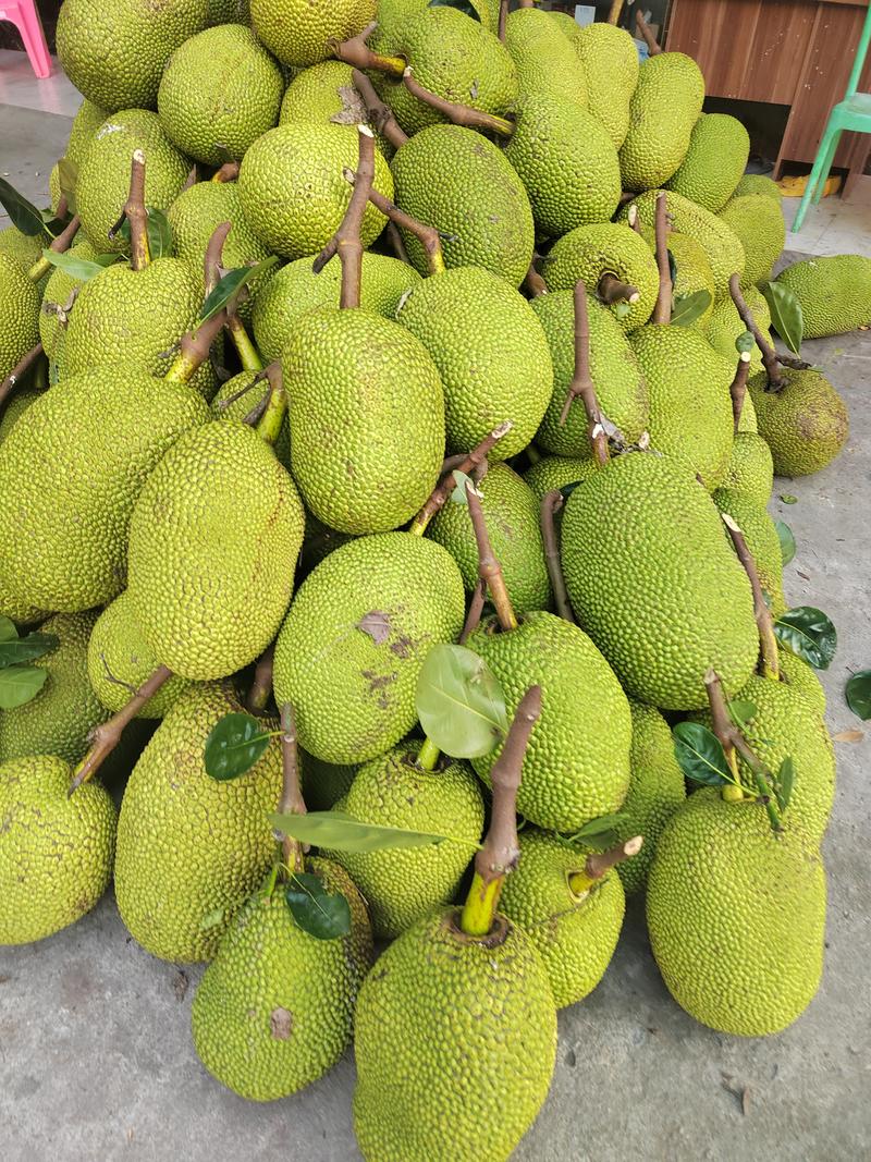 红肉泰8菠萝蜜产地现采现发可大量供货市场社区美团电商