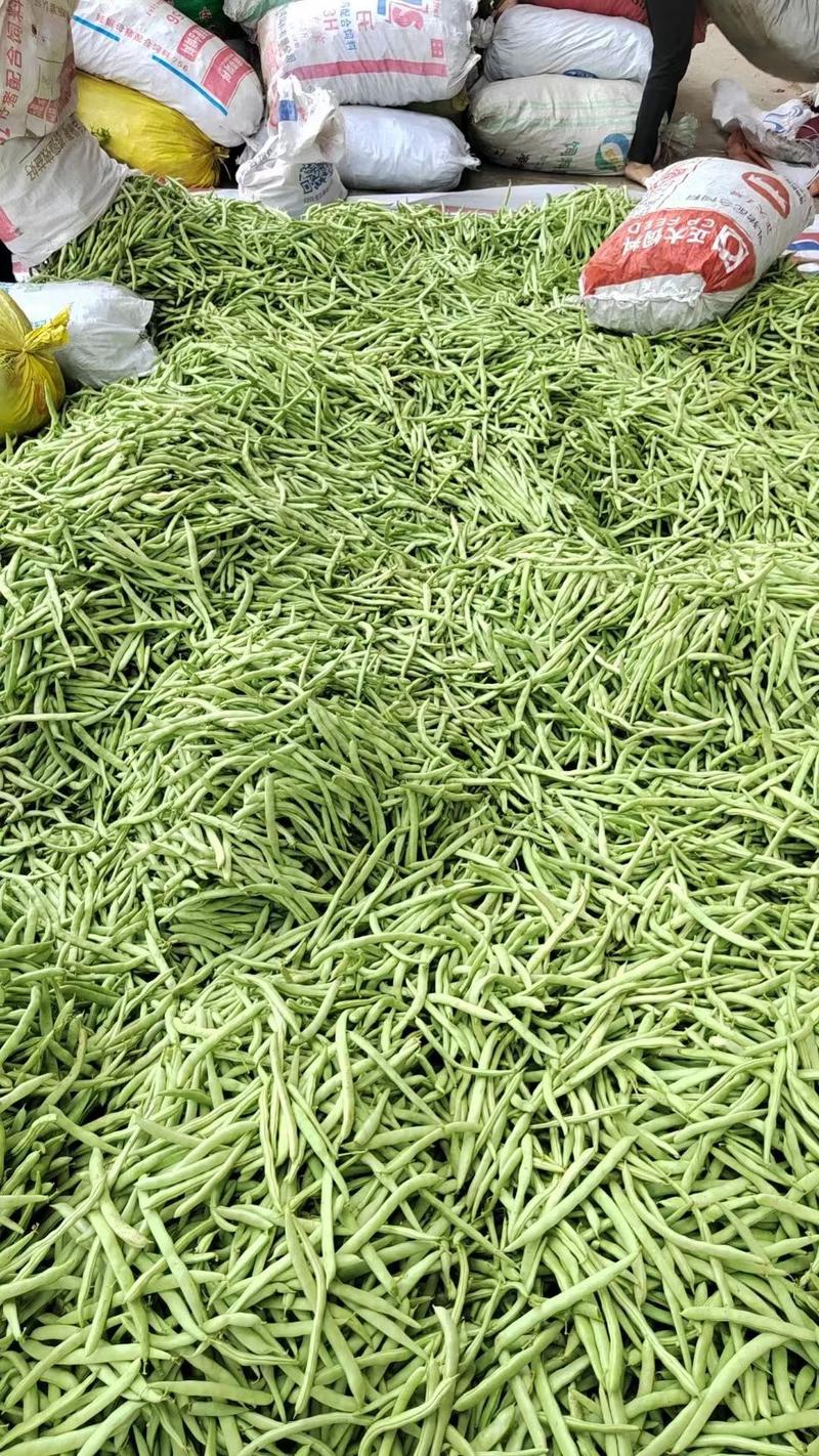 四川四季豆品质保证诚信经营欢迎联系接商超市场自家基地
