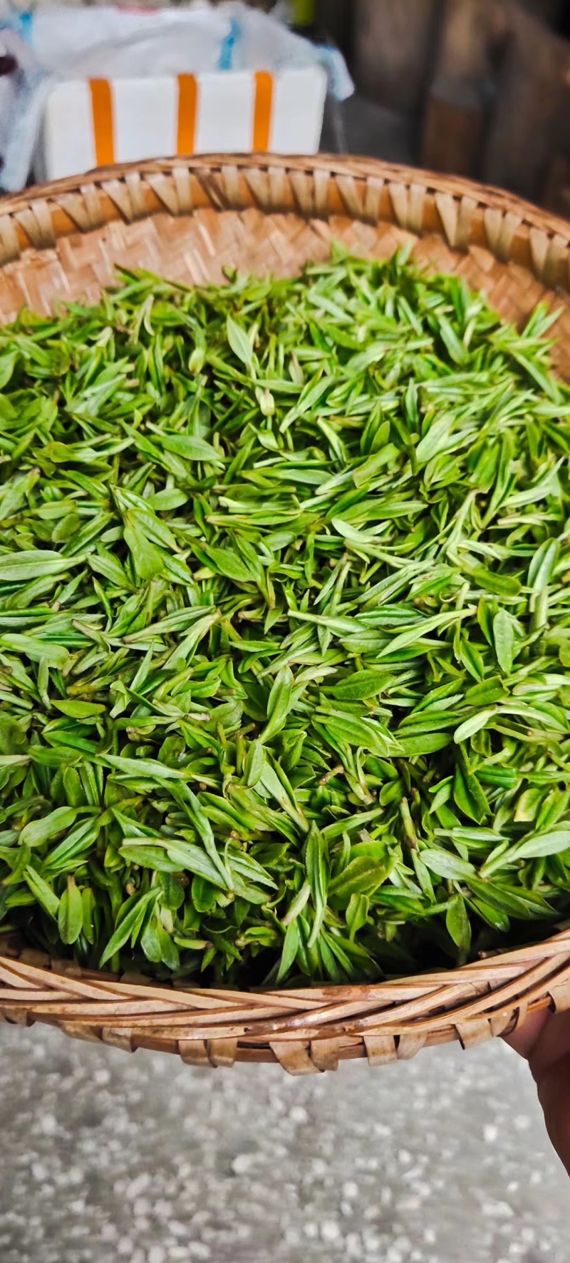 茶龙井茶玉叶2024年新茶，明前茶欢迎各大老板采购