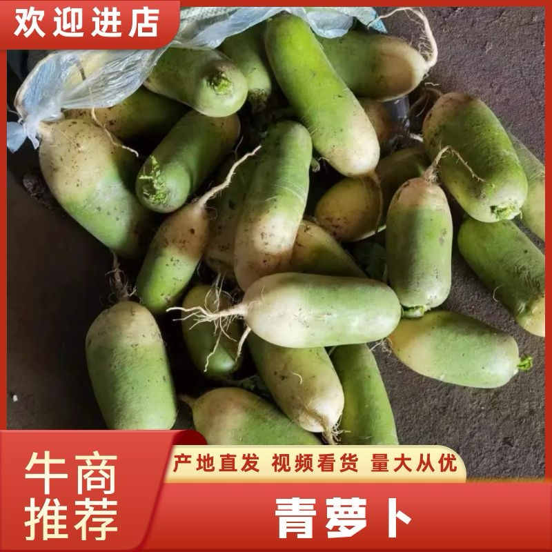 青萝卜脆甜水果萝卜支持代发产地一手货源规格齐全