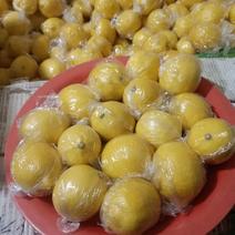 【精品】安岳柠檬大量供应，新鲜采摘量大从优产地直发价格美