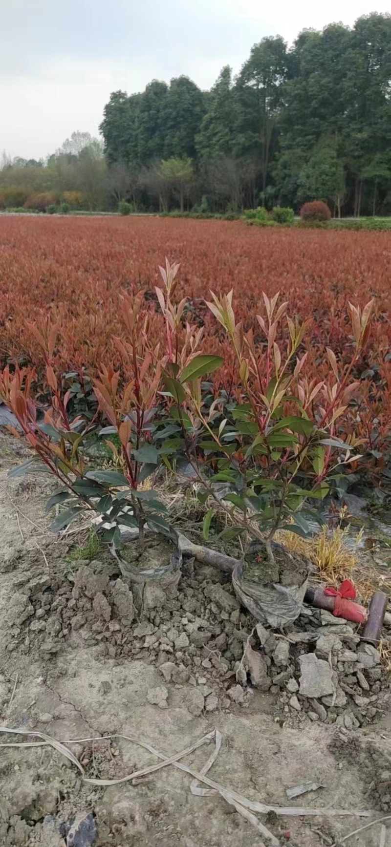 红叶石楠，基地直销，常年供应各种绿化苗木