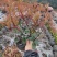 红叶石楠,基地直销,常年供应各种绿化苗木