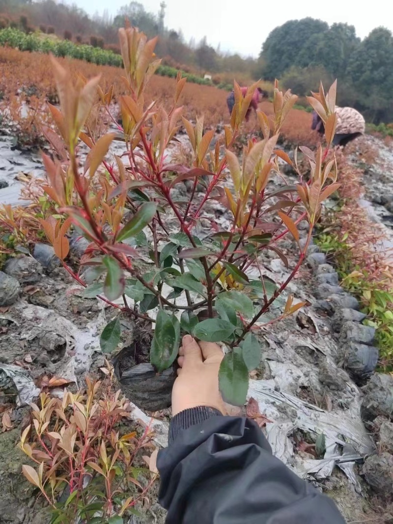 红叶石楠，基地直销，常年供应各种绿化苗木