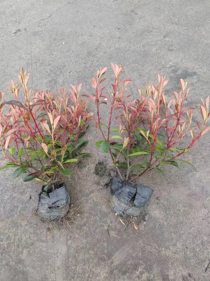 红叶石楠，基地直销，常年供应各种绿化苗木