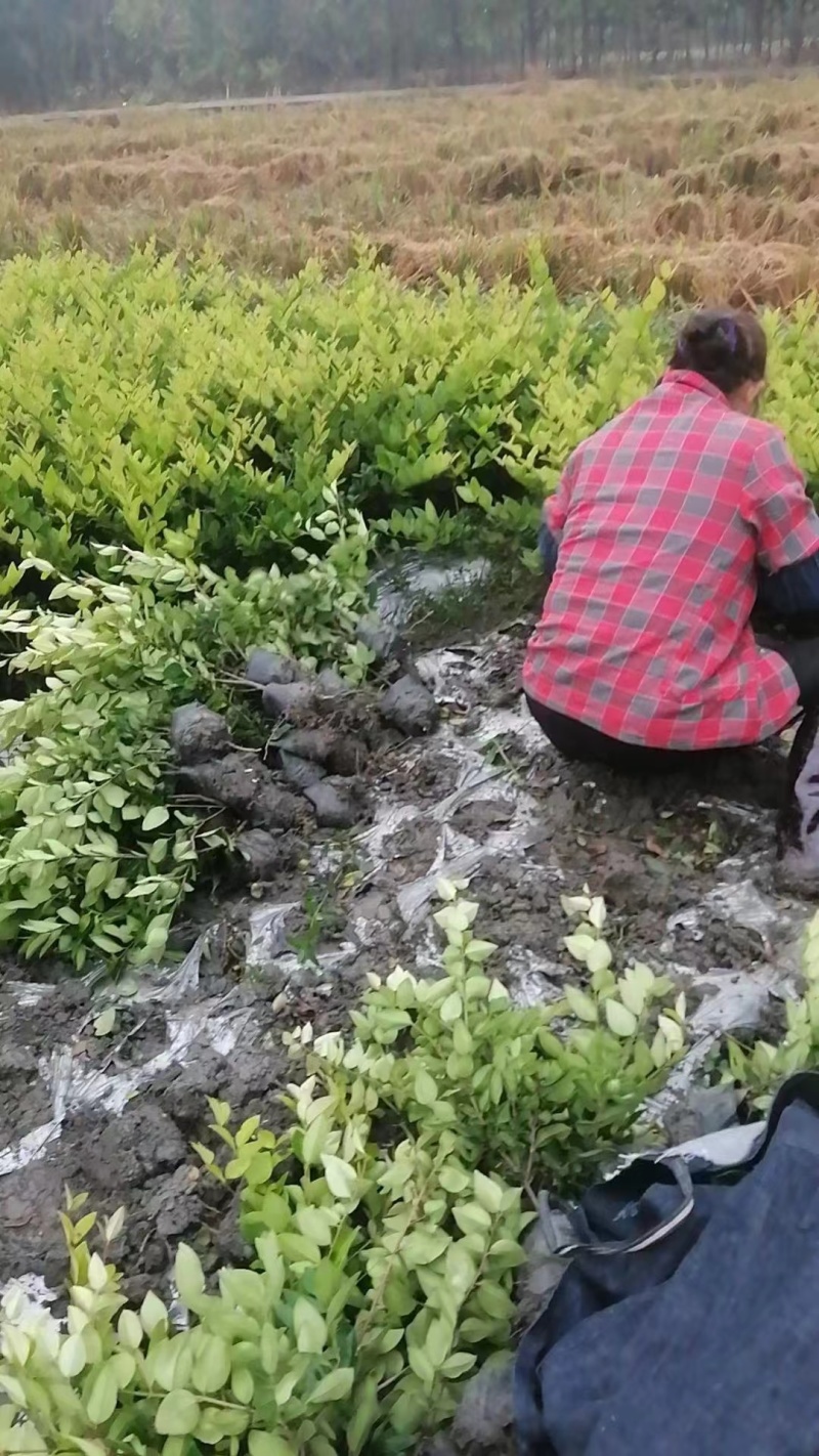 金森女贞，基地直销常年供应各种绿化苗木