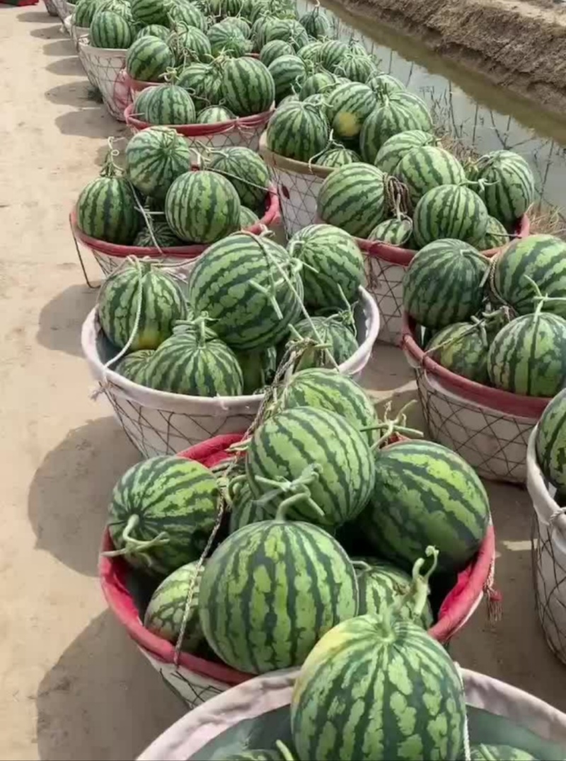 甘肃美都西瓜皮薄肉多无籽可甜可甜一件代发产地直发