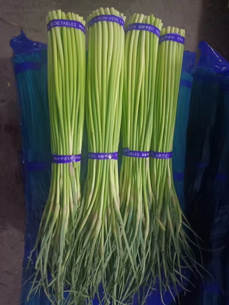 红帽蒜薹精品蒜苔大量上市以质论价品质保证可视频看货