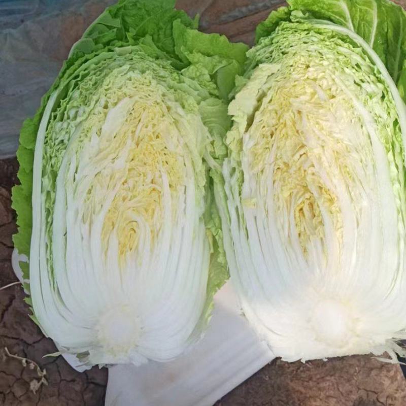 山东白菜大量上市中产地一手货源代发全国诚信经营