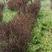 红叶小檗球高90~110厘米冠幅80~100厘米