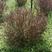 红叶小檗球高90~110厘米冠幅80~100厘米