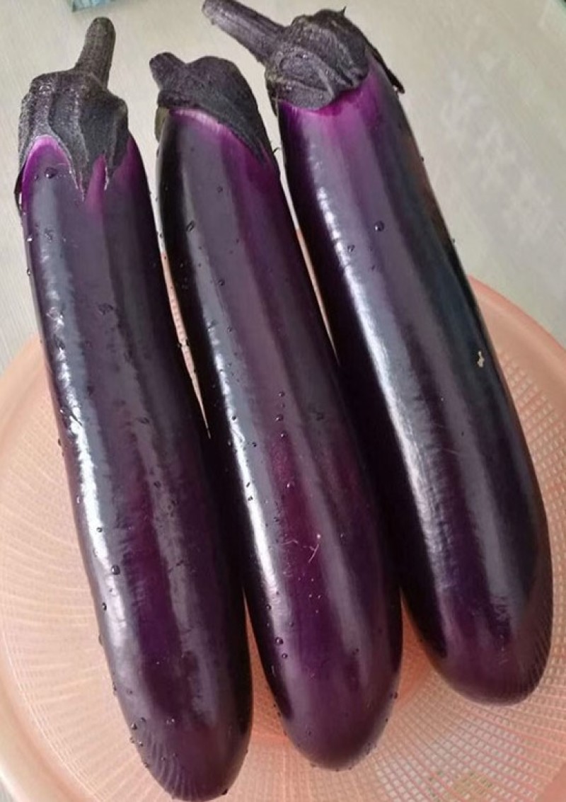 茄子长茄子紫茄子烧烤茄子一手货源对接电商
