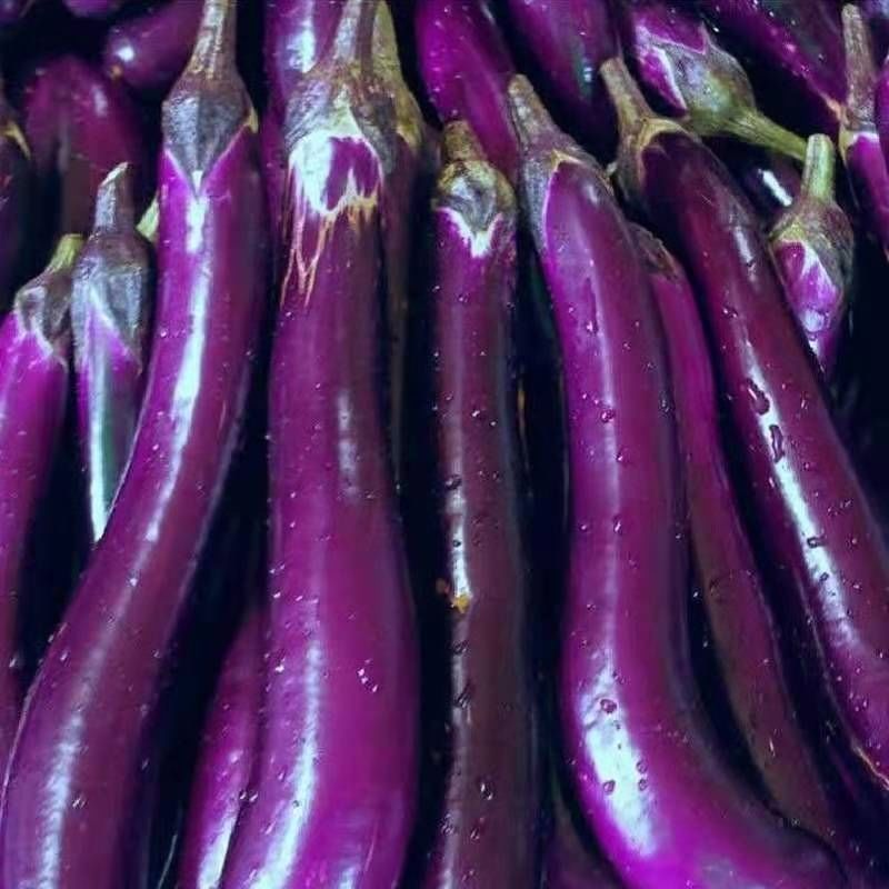 茄子长茄子紫茄子烧烤茄子一手货源对接电商