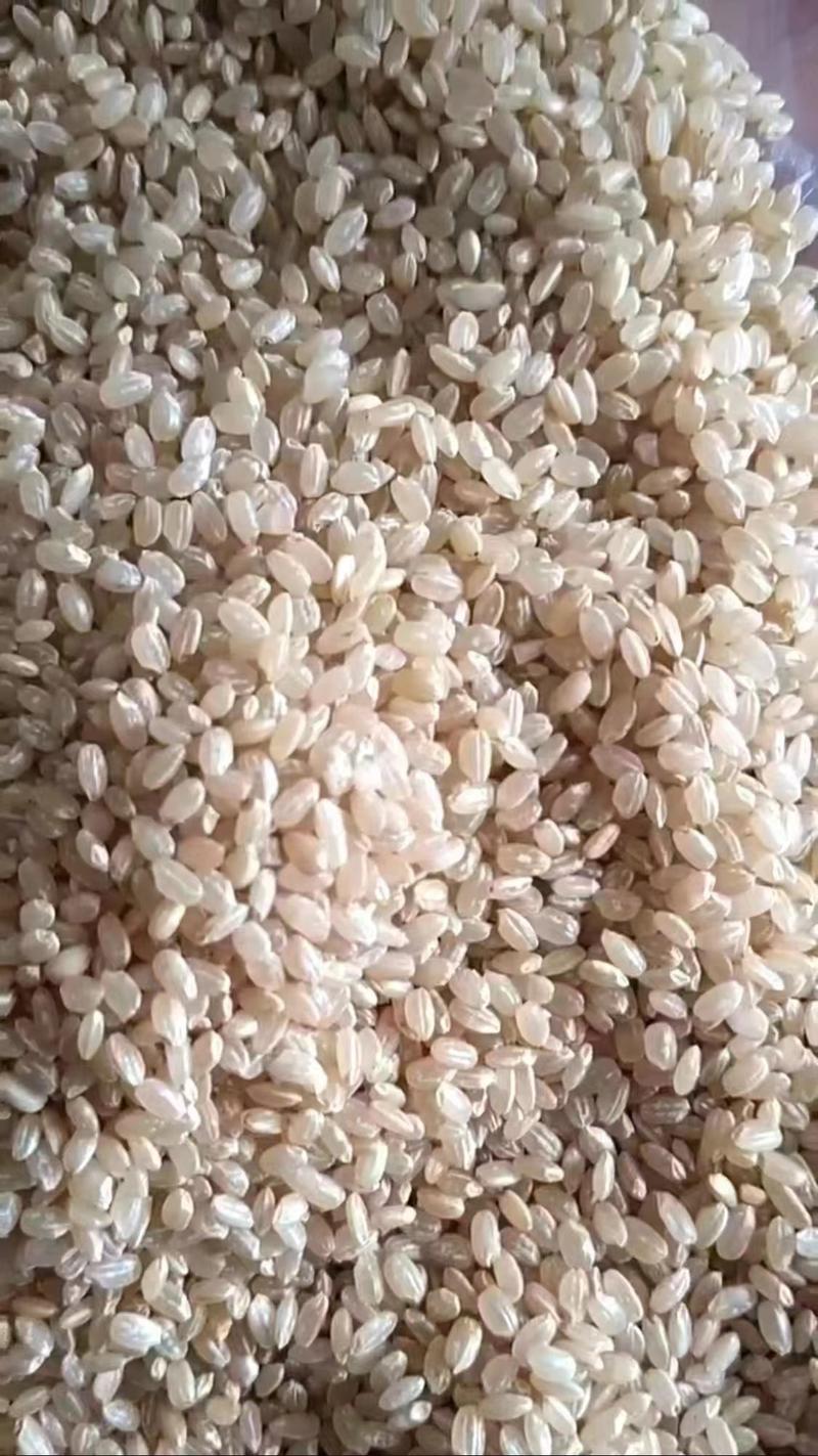 黑龙江圆粒糙米，加工出来珍珠来