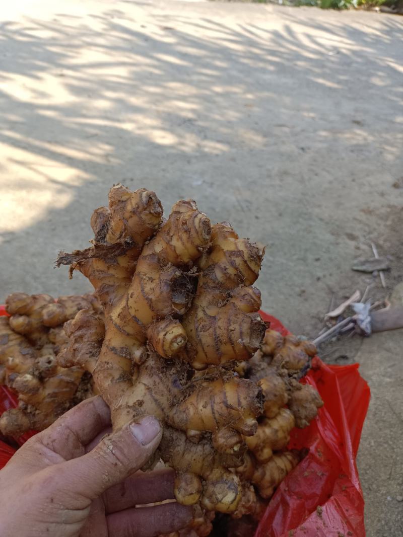 精品生姜