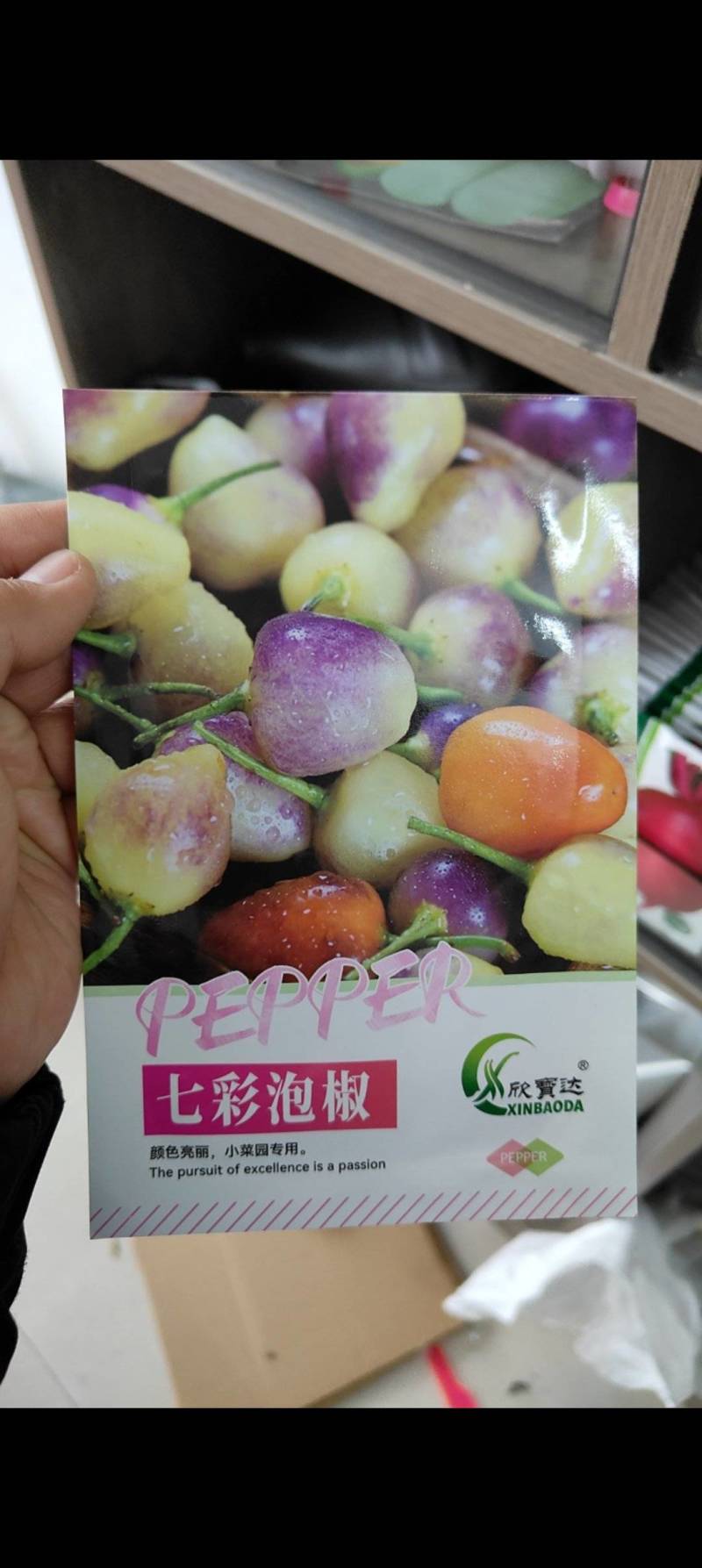 七彩泡椒种子个头圆润有光泽颜色靓丽口感好辣味浓郁