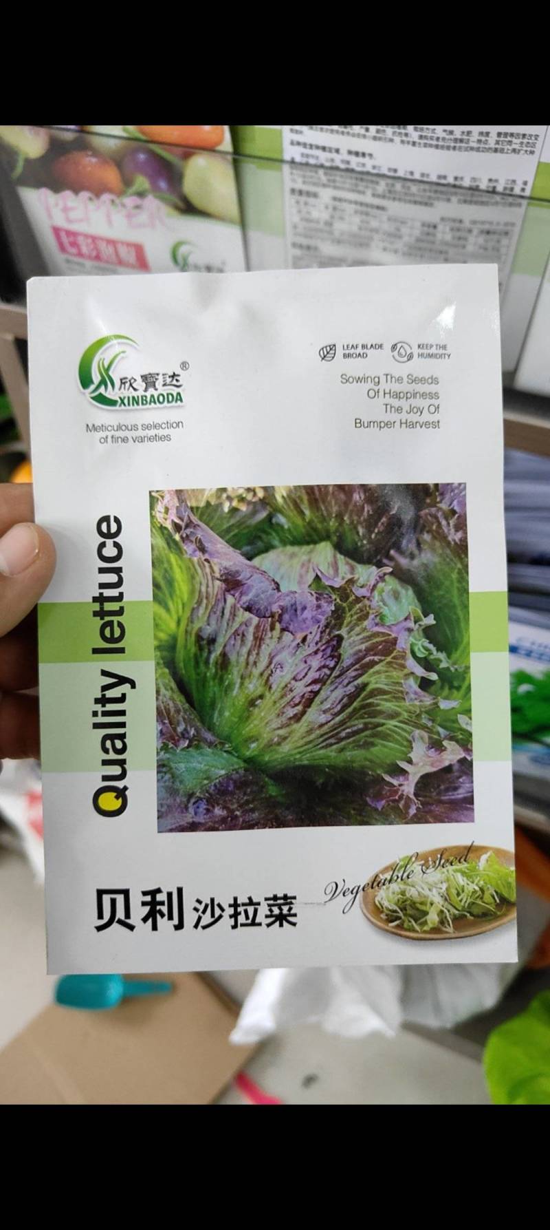 高品质紫色结球生菜种子口感好结球圆富含维生素等