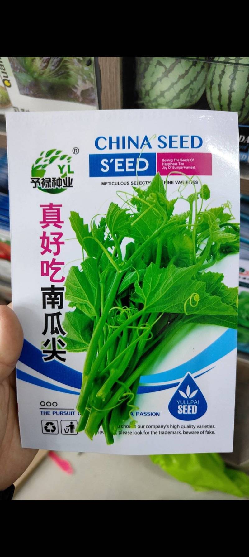 南瓜尖种子口感香嫩脆爽可以多次采收产量高口感好