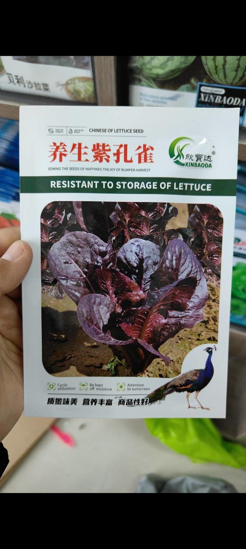 紫色孔雀菜种子特色产品沙拉菜四季种植口感好叶片肥厚