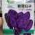 紫色菠菜种子叶片紫红色耐热耐寒四季可种紫色素多