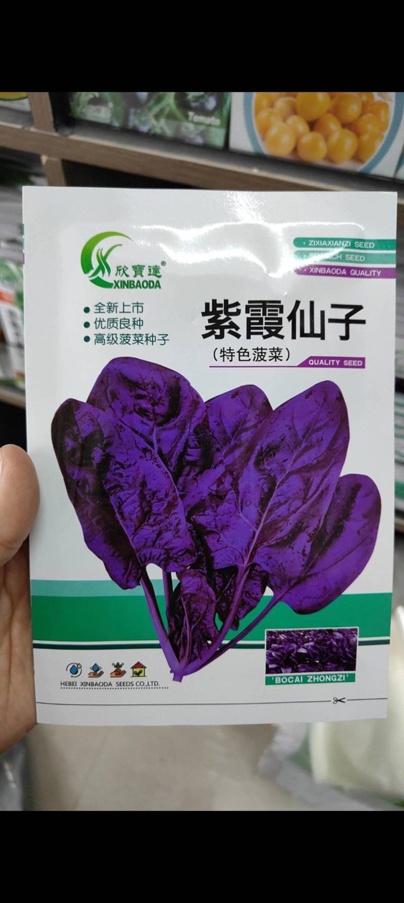 紫色菠菜种子叶片紫红色耐热耐寒四季可种紫色素多