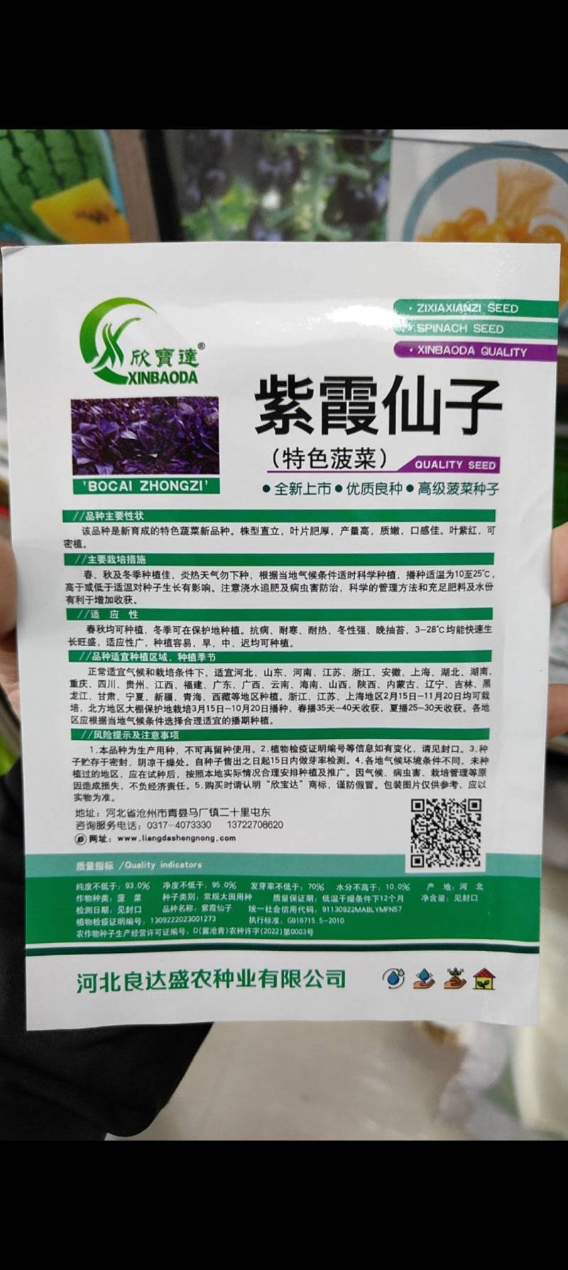 紫色菠菜种子叶片紫红色耐热耐寒四季可种紫色素多