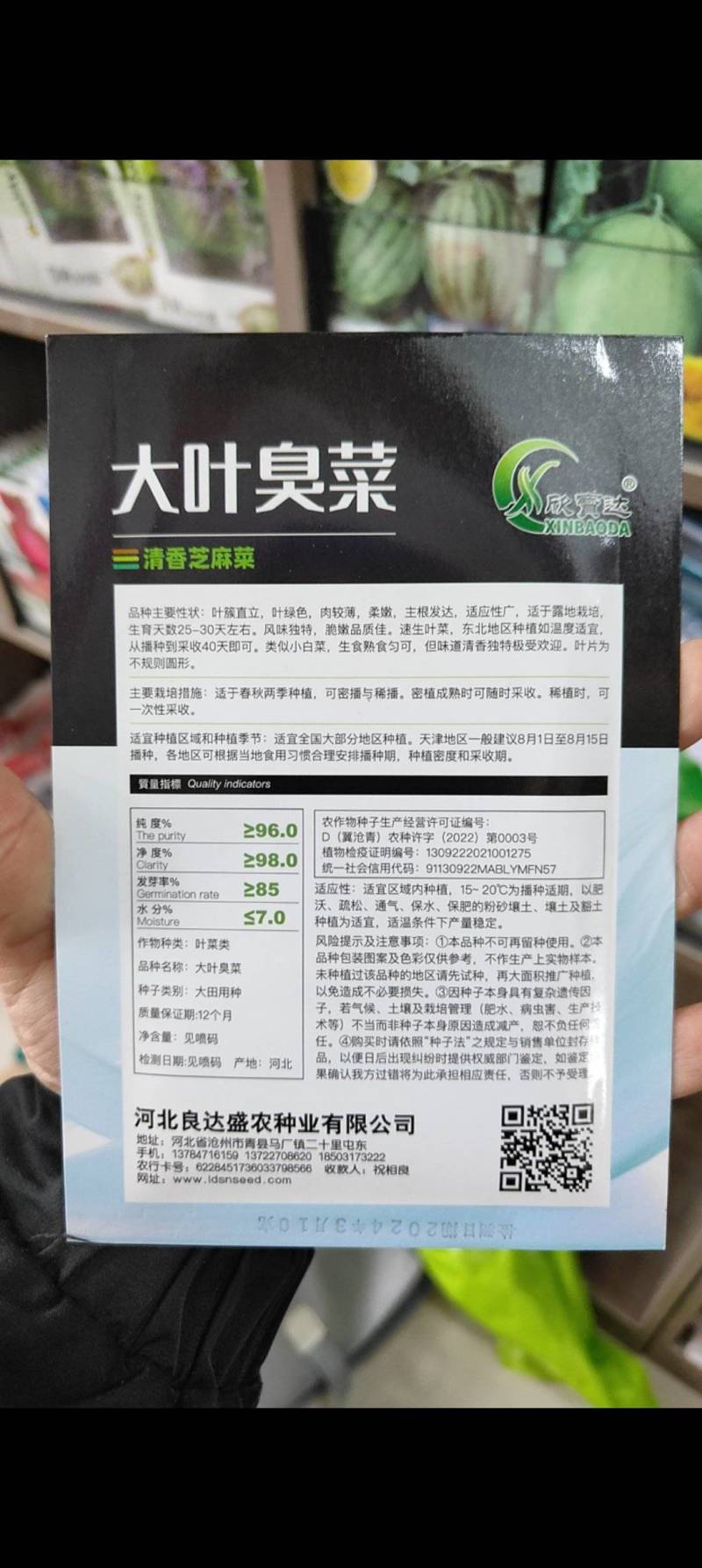 大叶臭菜种子播种时间30天香味浓郁生长速度快芝麻菜