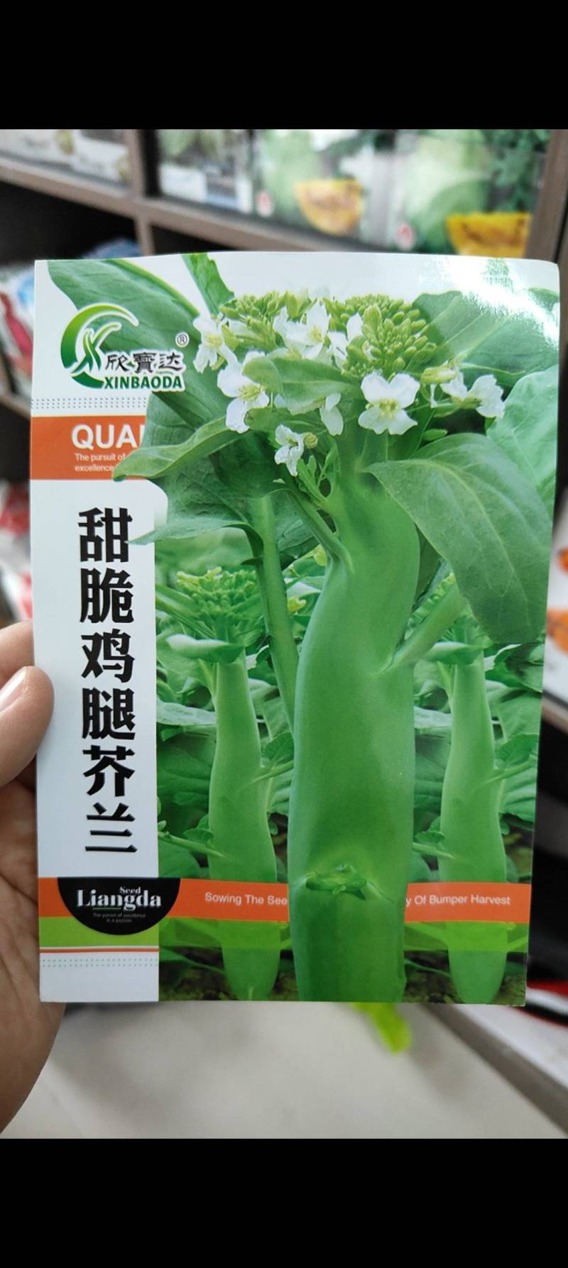 鸡腿芥兰种子抗病能力强产量高口感脆嫩爽可以多次采收