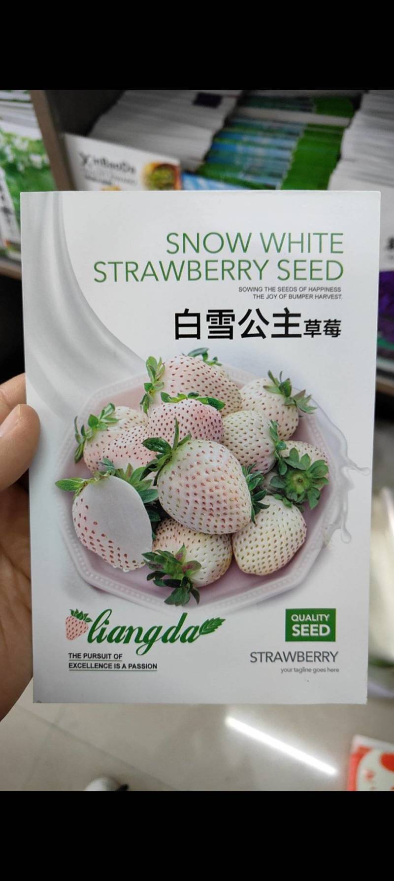 四季均可种植奶油草莓白雪公主盆栽易种植口感甜香味浓郁