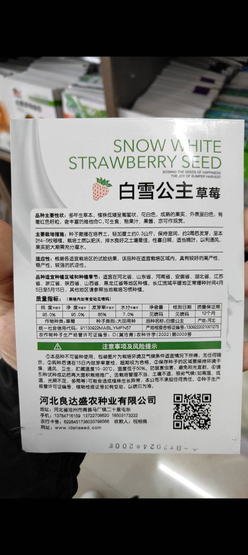 四季均可种植奶油草莓白雪公主盆栽易种植口感甜香味浓郁