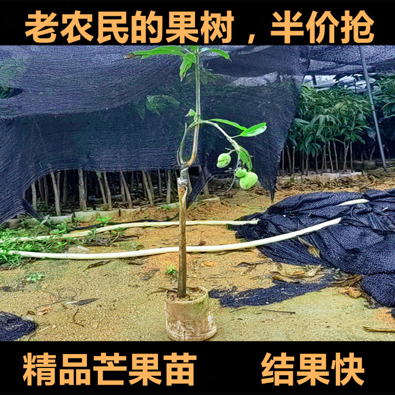 正宗金煌芒果树苗嫁接苗四季矮化台农芒带土带叶盆栽结果南方