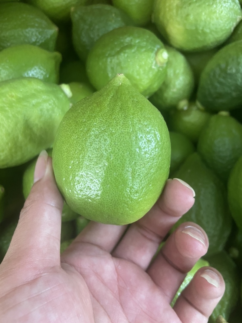 夏季冷饮圣品广东香水柠檬无籽酸香多汁奶茶专用