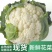 大量散花，松花菜大量上市长期有货！量大从优保证质量欢迎电