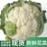大量散花，松花菜大量上市长期有货！量大从优保证质量欢迎电